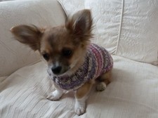 8" Hand Knitted Chihuahua Tiny