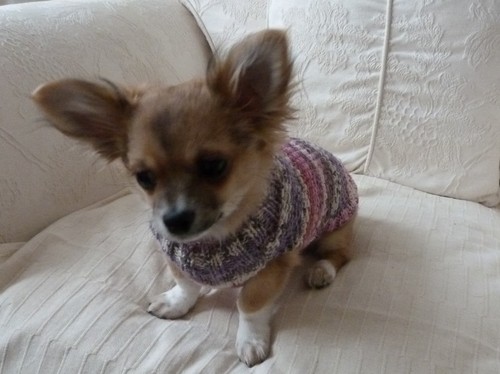 Hand knitted chihuahua tiny - hand,
